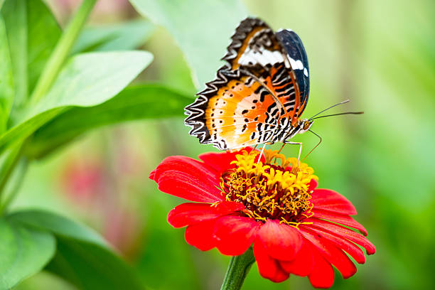 istock Butterfly eat the syrup on the flower. 496075146