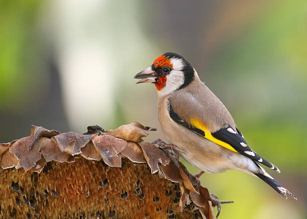 A Gold Finch sunbathing
