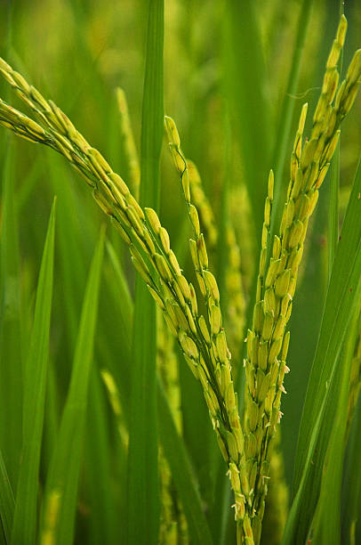 bela paddy campo de arroz em fundo de arroz - efficiency china water rice - fotografias e filmes do acervo