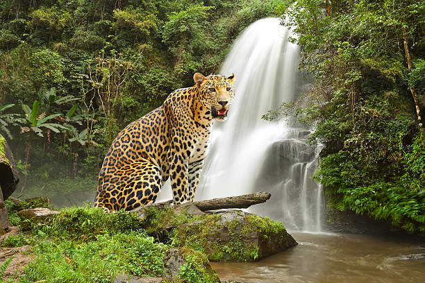 tygrys stojący na skale w pobliżu wodospadu - wild tiger zdjęcia i obrazy z banku zdjęć