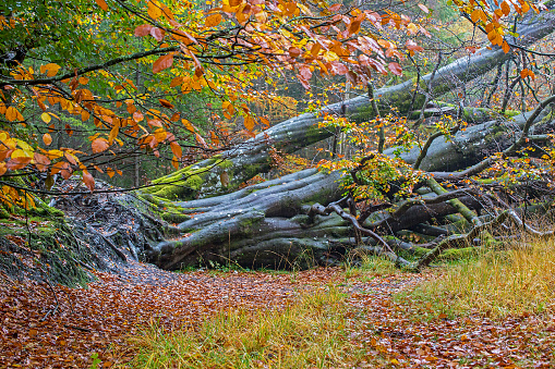 Showing a fallen tree in a forest, in Haldon forest, Exeter, Devon UK