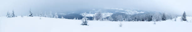 istock Spruce Tree Forest Covered by Snow in Winter Landscape 496097198