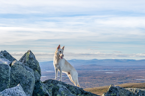 White German Shepherd dog standing on a mountain with mountain landscape in the background in Northern Sweden