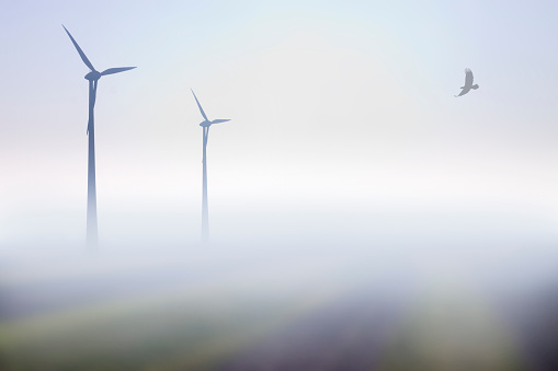 Two wind power plants on fields with an eagle flying towards them.