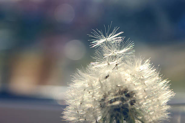 istock Closeup of dandelion - natural background 496099654