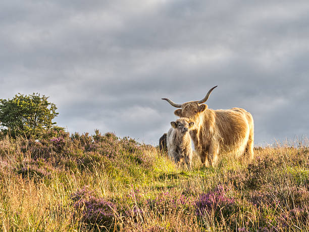 bydło szkockie między heather na exmoor, wielka brytania. - exmoor national park zdjęcia i obrazy z banku zdjęć