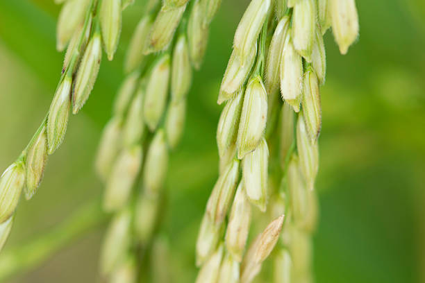 istock Close up of green paddy rice. 496101066