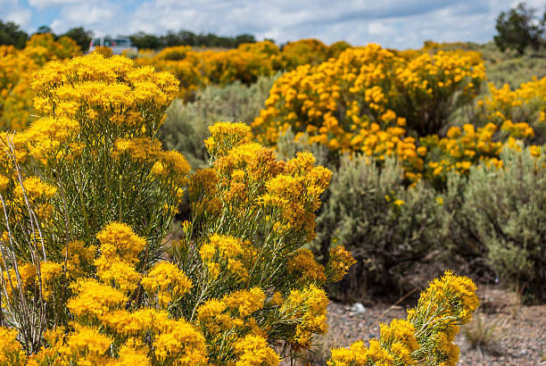 Gray Rubber Rabbitbrush field Yellow Sun Flower Happiness Gray Rubber Rabbitbrush field Yellow Sun Flower Happiness   rabbit brush stock pictures, royalty-free photos & images