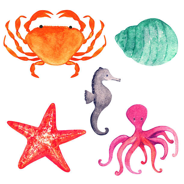 illustrations, cliparts, dessins animés et icônes de aquarelle ensemble d'animaux de la mer - sea snail