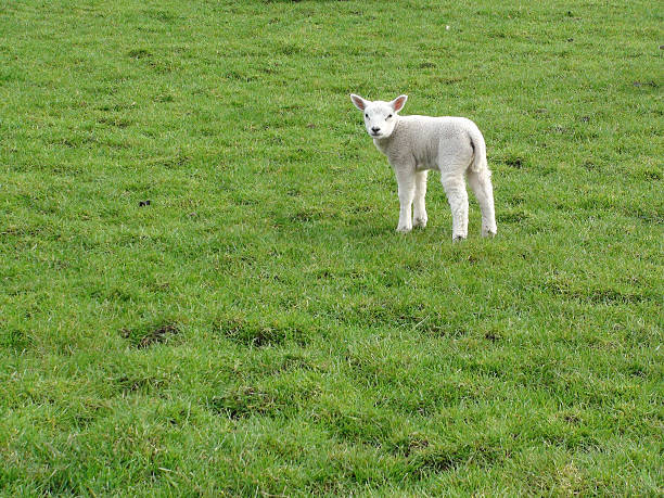 istock One Newly Born Sheep On The Field 496105542