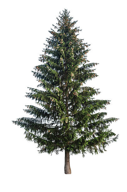istock isolated green fir 496105916
