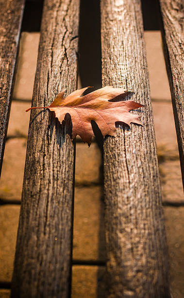istock Autumn Leaf on the wooden bench 496106986
