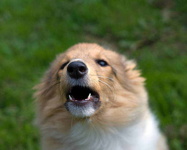 istock Shetland sheepdog outdoors 496107094