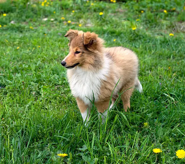 Shetland sheepdog