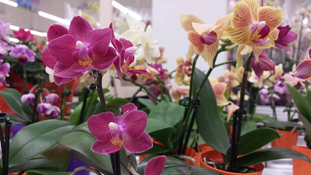 orchidées - dendrobium photos et images de collection
