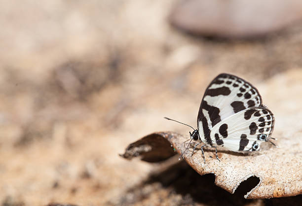 istock Banded blue pierrot butterfly close up 496107420