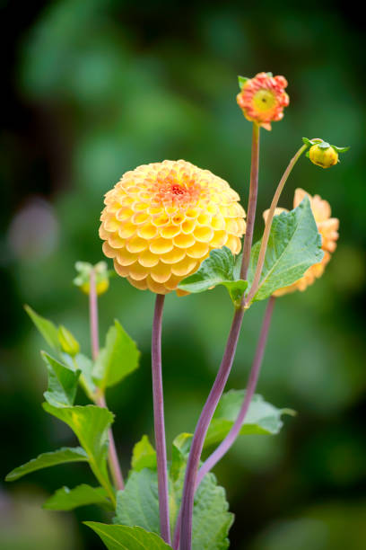 Yellow Dahlia flower and buds in the garden.