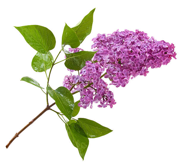 istock purple lilac branch isolated on white 496108143