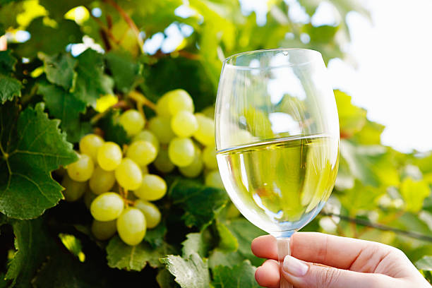 istock Winetasting in the vineyard. Green grapes and white wine, delicious! 496108279