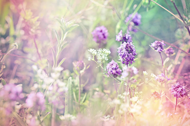 istock Beautiful flower of thyme (wild thyme) 496108549