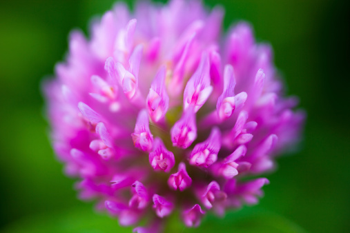 Close up of the pink clover flower.
