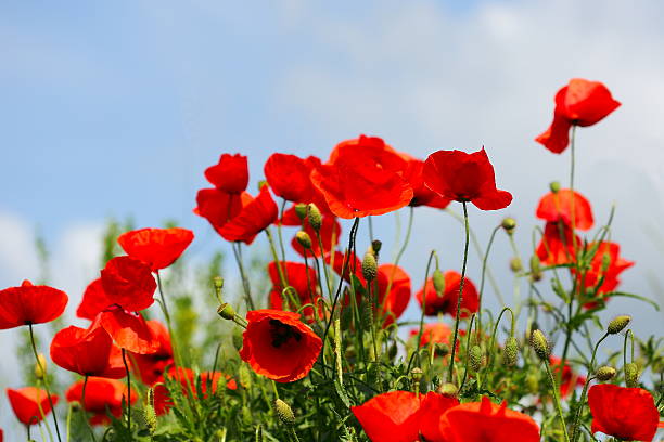 Rosso poppies - foto stock