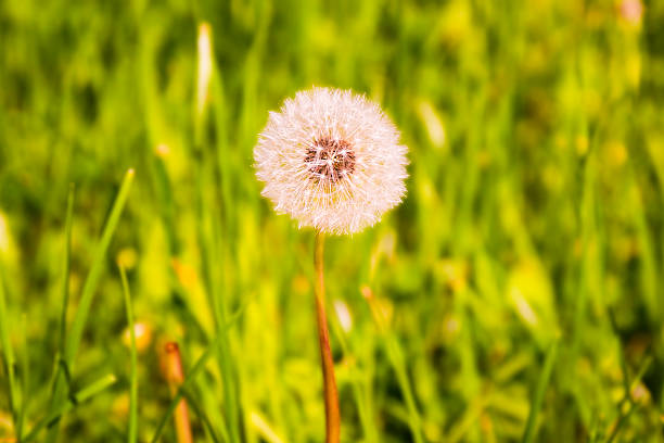istock White dandelion against green grass background 496109457