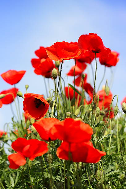 Bella rosso poppies - foto stock