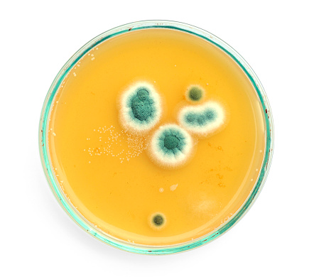 Petri dish with generic medium with mould and bacteria colonies on white background.