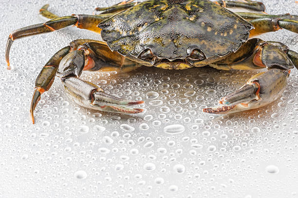 Crab, crustacean, open claws, seafood, food, one animal, studio