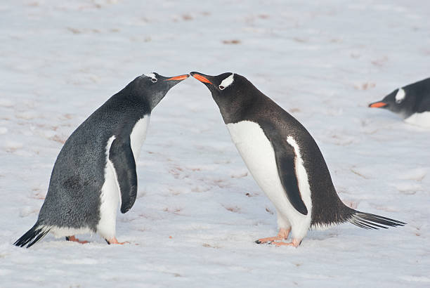 istock Young and adult gentoo penguins. 496110609