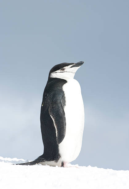 istock Antarctic penguin in the sky in a haze. 496111745