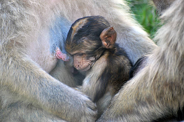 istock Baby monkey with his mother 496111881