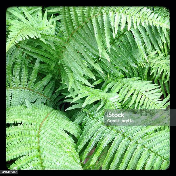 Fern Leaves Stock Photo - Download Image Now - Beauty In Nature, Botany, Close-up