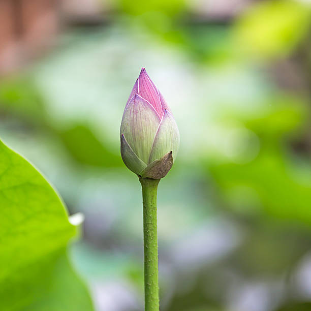 istock Lotus bud in pond 496112639
