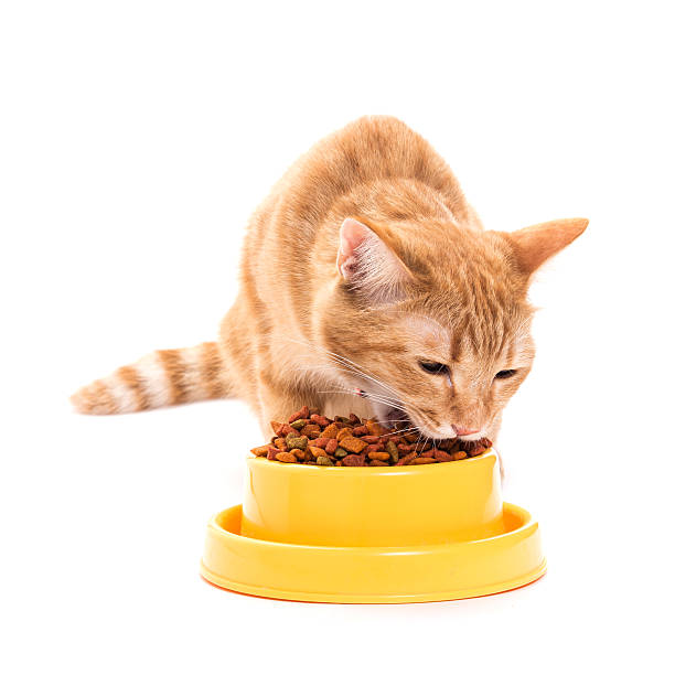 istock yellow thai cat with dry food 496112731