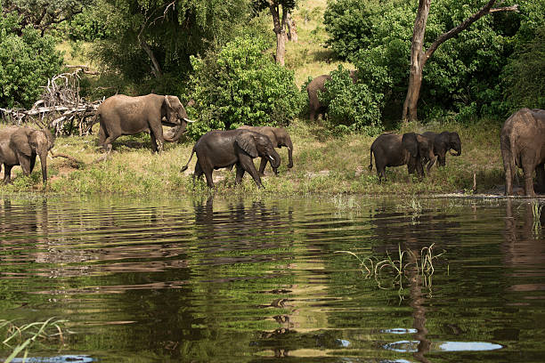 Herd of Elephants on Chobe River bank Africa stock photo