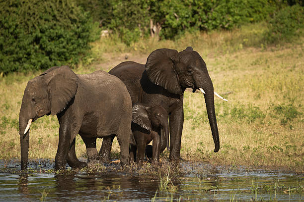 Two Elephants protecting a Calf Botswana Africa stock photo