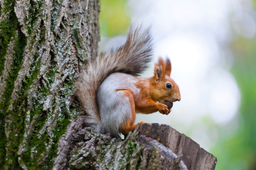 beautiful red squirrel sitting on the tree