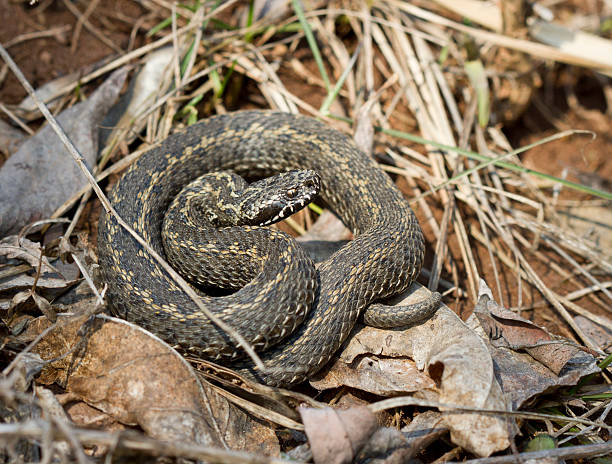 istock Ursini's viper is basking in the spring sunshine. 496114529