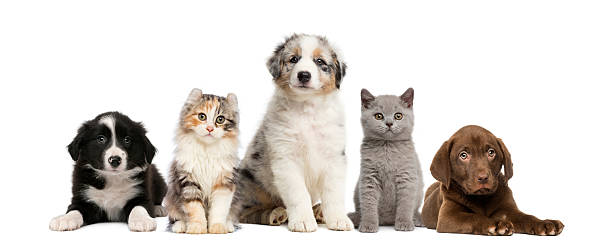grupo de mascotas: mascota y cachorro en una materia prima - dog domestic cat group of animals pets fotografías e imágenes de stock