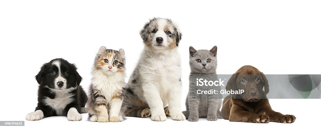 Group of pets: kitten and puppy on a raw Puppy Stock Photo