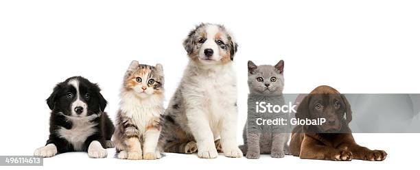 Group Of Pets Kitten And Puppy On A Raw Stock Photo - Download Image Now - Puppy, Domestic Cat, Kitten