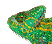 Headshot of a Yemen chameleon - Chamaeleo calyptratus