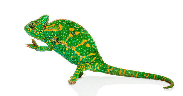 istock Yemen chameleon on hind legs - Chamaeleo calyptratus 496114625