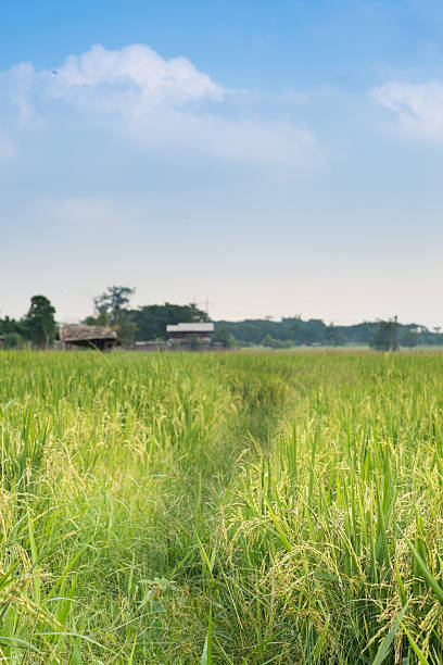istock Field background in the countryside 496114673