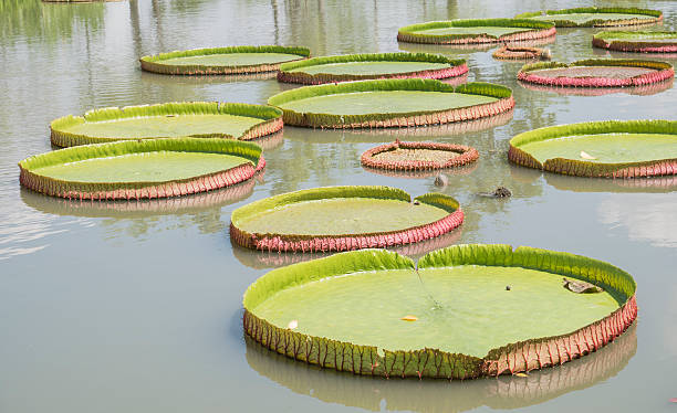 istock Royal Water Lily Victoria 2 496117228