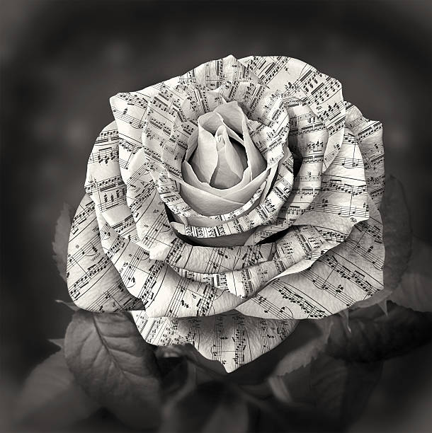 Beautiful black and white rose with note on the petals
