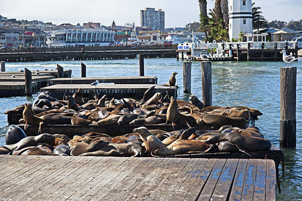 istock Sea lions at Pier 39 496118106