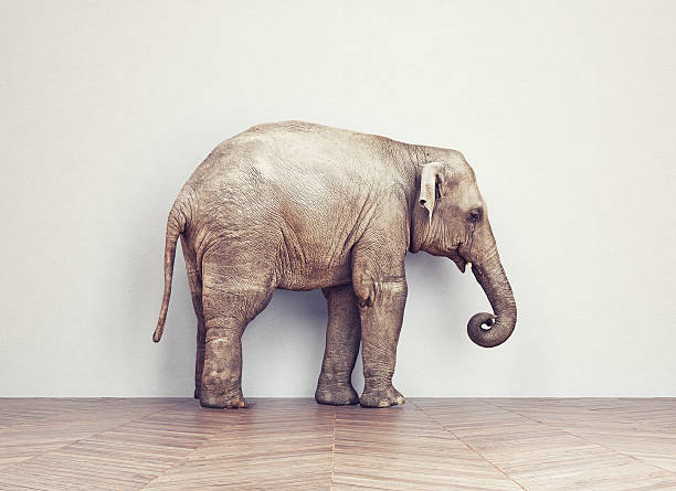 istock elephant calm in the room 496118240